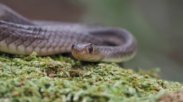 Ptyas korros is a harmless, non-venomous species native to south and southeast asia, shown here on a bed of green moss.