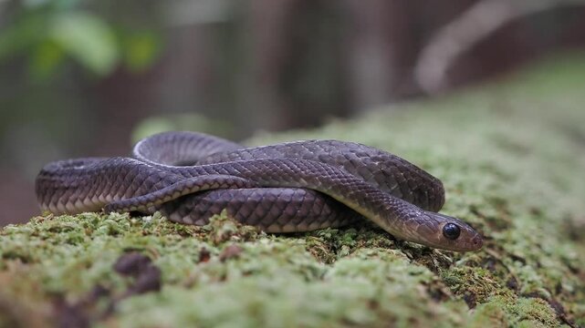 Ptyas korros is a harmless, non-venomous species native to south and southeast asia, shown here on a bed of green moss.