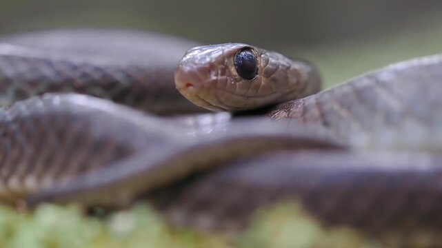 Ptyas korros is a harmless, non-venomous species native to south and southeast asia, shown here on a bed of green moss.