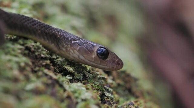 Ptyas korros is a harmless, non-venomous species native to south and southeast asia, shown here on a bed of green moss.