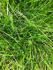 Fototapeta premium Lush Green Grass in Meadow. Abstract greenery background. Close-up. Vertical photograph.