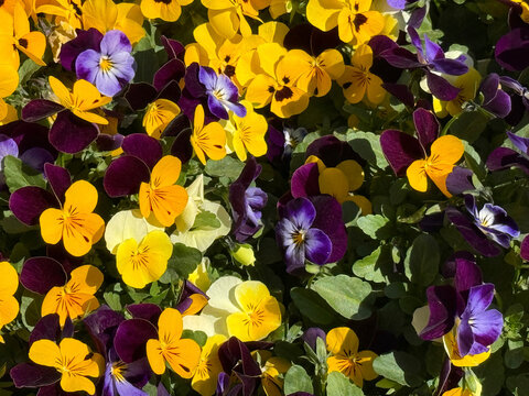Viola tricolor pansies purple yellow flowers