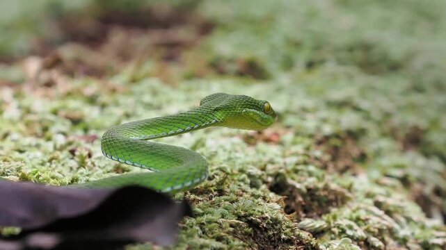 Trimeresurus albolabris  green venomous snake resting on a moss covered log.