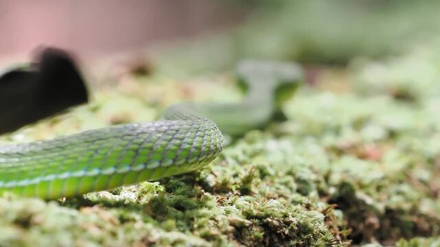 Trimeresurus albolabris  green venomous snake resting on a moss covered log.