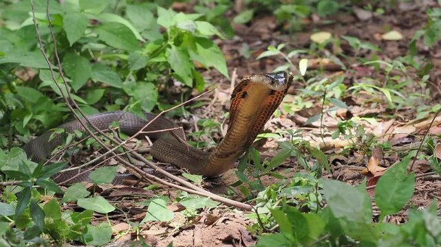 Naja kaouthia or monocled cobra deadly serpent living on a dry leaf in the forestin nature