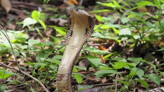 Naja kaouthia or monocled cobra deadly serpent living on a dry leaf in the forestin nature
