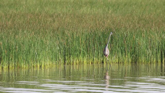Grand h&eacute;ron, Ardea herodias, sur le fleuve Saint-Laurent, Qu&eacute;bec	
