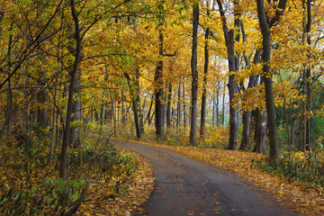 Fototapeta premium road in autumn forest Joliet Pilcher Park Illinois
