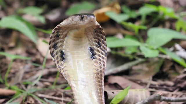 Naja kaouthia or monocled cobra deadly serpent living on a dry leaf in the forestin nature