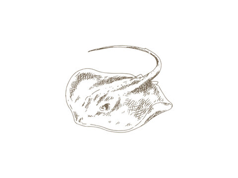 Hand Drawn Stingray Illustration, Vintage Engraving Style