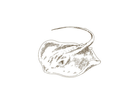Hand Drawn Stingray Illustration, Vintage Engraving Style