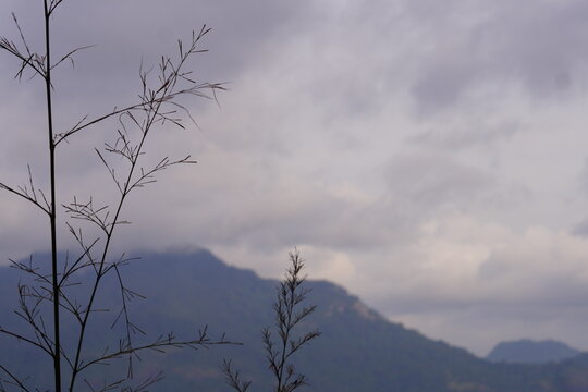 Minimal Grass Silhouette Overlooking Misty Mountain Landscape in Sri Lanka