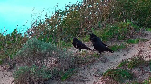 Two black crow birds standing on the sandy ground