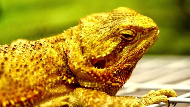 Close up portrait of a bearded dragon lizard head