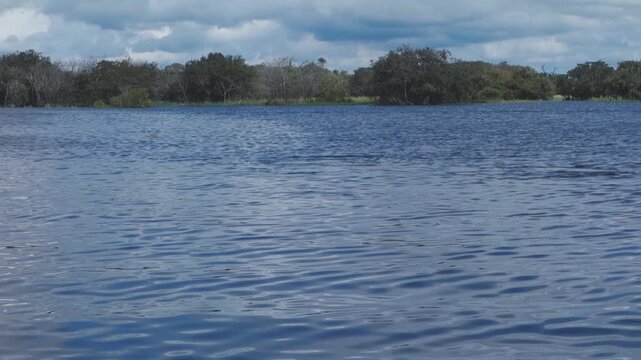 Amazon dolphin surfacing for air at Negro river in Manaus, Brazil, during high tide