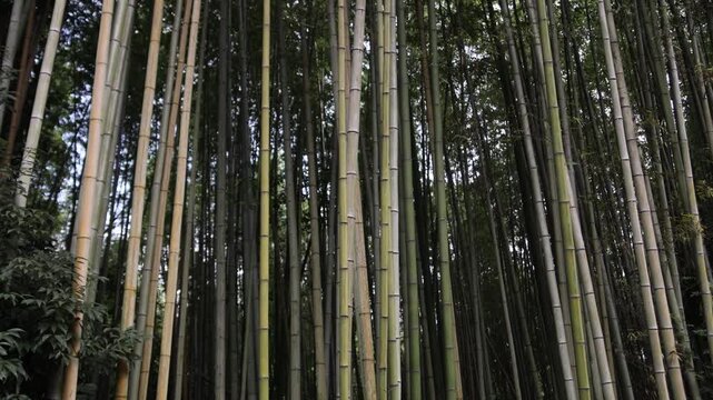 Dense stand of tall bamboo trunks inside the Arashiyama Bamboo Grove, creating strong vertical patterns and a shaded green forest atmosphere in Kyoto, Japan.
