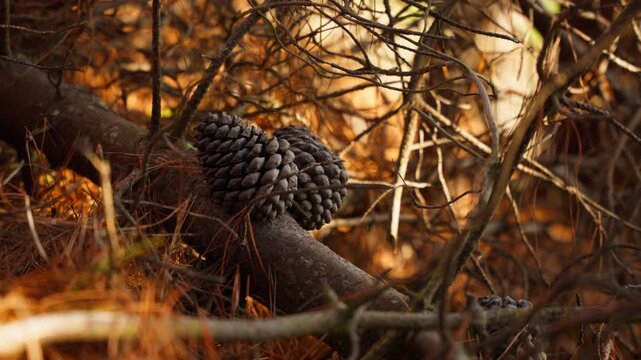 Two pine cones hanging from their branch