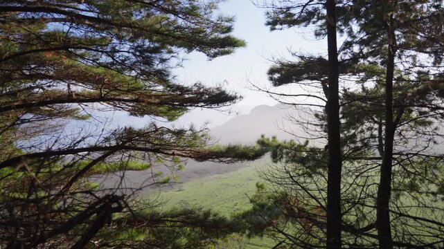 A steep downward view between two pine trees on a foggy morning, Buchupureo Chile