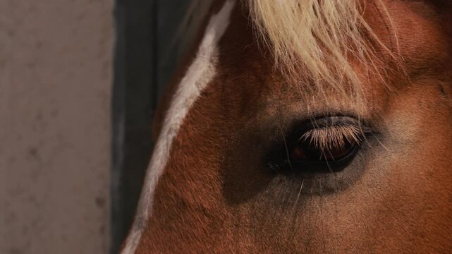 Calm brown riding horse with loyal eyes bathed in warm natural light. Close up portrait animal detail