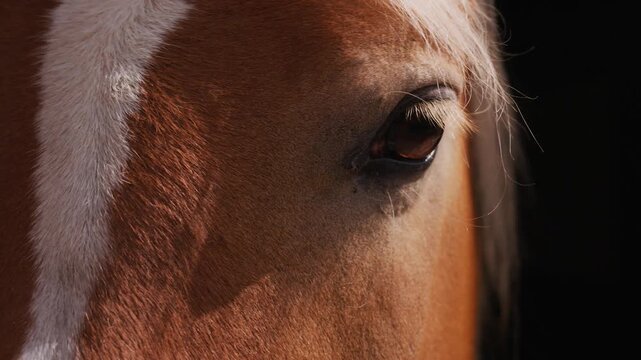Beautiful horse head detail with blonde eyelashes, soft fur, and a gentle gaze. Clos-up animal detail