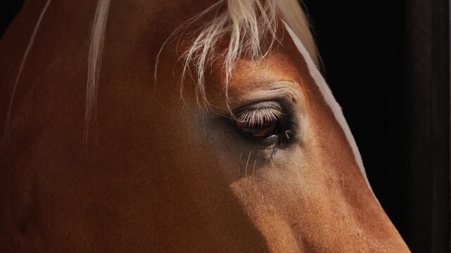 Emotional close up of a horse eye symbolizing trust, companionship, and equine connection. Animal detail