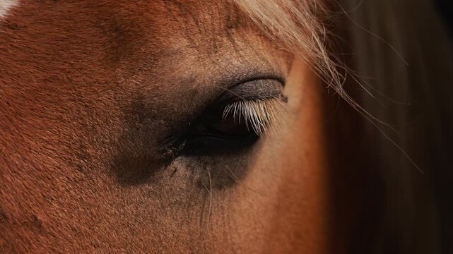 Brown horse eye with long blonde eyelashes illuminated by warm dramatic sunlight. Animal focus close up.