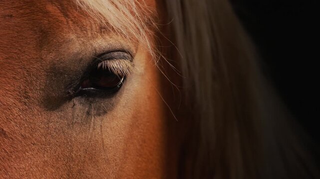 Noble brown horse portrait highlighting the beauty, eyelashes, and gentle eye of an equine companion