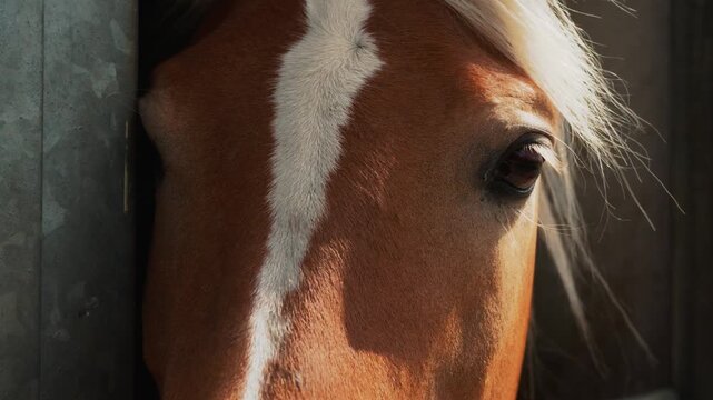 Brown horse head portrait with soft eyelashes, noble character, and fine coat. Loyal animal close-up