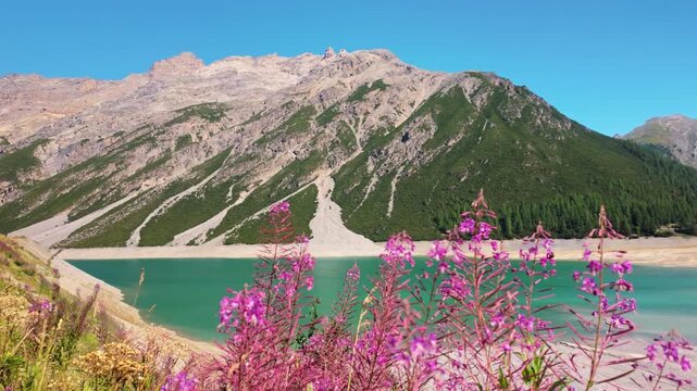 Turquoise mountain lake of Livigno in Italy framed by steep rocky slopes, purple flower foreground and clear blue summer sky. Steady shot.
