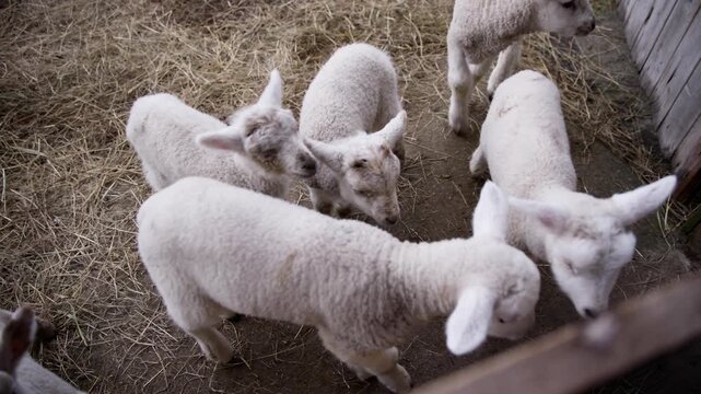 High angle view of a group of newborn lambs crowding together in the straw of a barn pen with one lying down