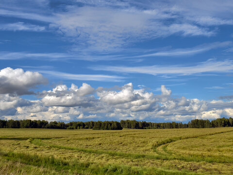 Agricultural fields and forest belt under blue sky and clouds. Altai Krai.