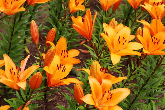 オレンジ色の百合の花　プーマ