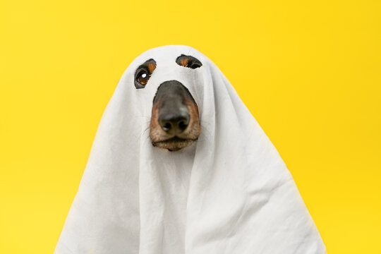 A dachshund dog peeks from under a white sheet with two cut out holes on a vivid yellow backdrop, a playful pet disguise idea for autumn party invitations and October promotions.