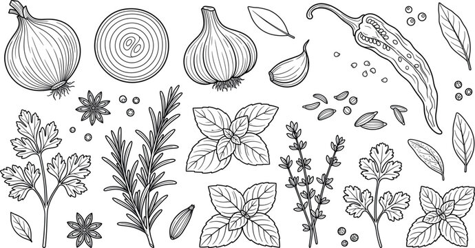 Culinary herbs and spices vector line art element set featuring onion garlic chili pepper rosemary basil thyme and parsley,