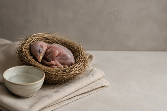 Newborn bird in woven grass nest with linen cloth and ceramic bowl, new life care concept