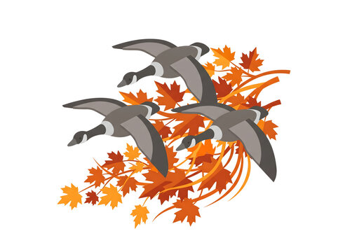 Canadian geese flying over vibrant autumn maple leaves in a seasonal vector composition.