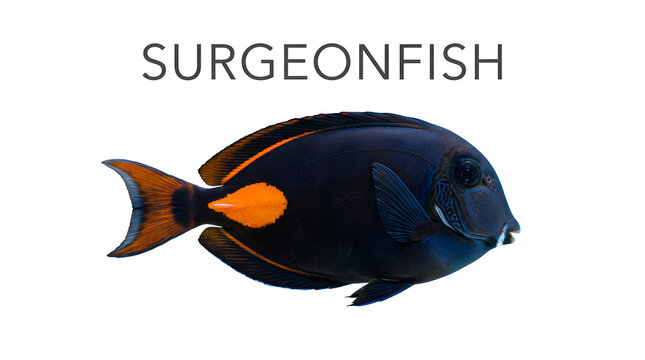A striking surgeonfish with a dark blue body and vibrant orange markings, swimming in clear water. The word SURGEONFISH is displayed above the fish