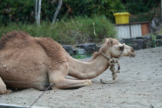 camel in the zoo