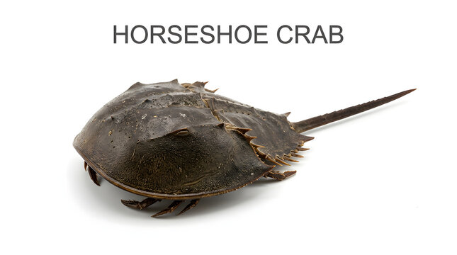 A horseshoe crab on a white background, with the text HORSESHOE CRAB above
