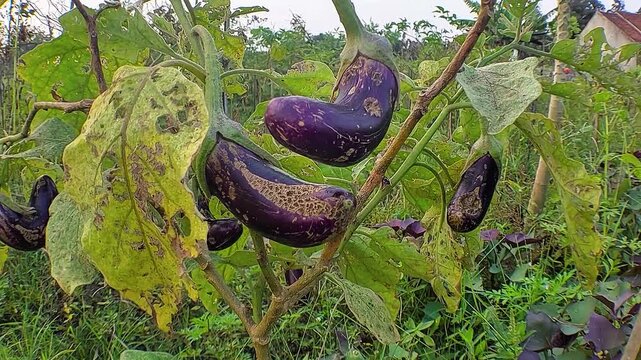purple eggplant plants (Solanum melongena) showing symptoms of damage or disease on their fruit and leaves