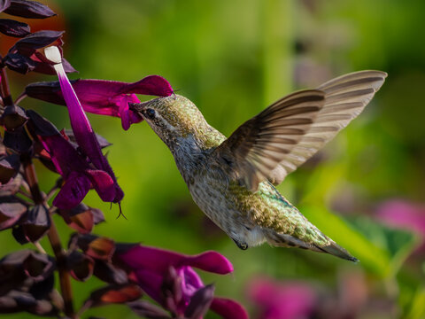 Hummingbird hovering at purple tubular flowers with wings spread against a green background
