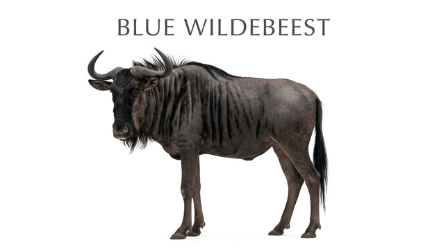 A majestic blue wildebeest standing proudly, its powerful form captured in a static pose. The text BLUE WILDEBEEST is displayed above the animal.