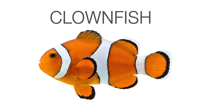 A colorful clownfish with distinctive orange and white stripes, swimming in the sea. The fish is small and vibrant, with fins and tail clearly visible