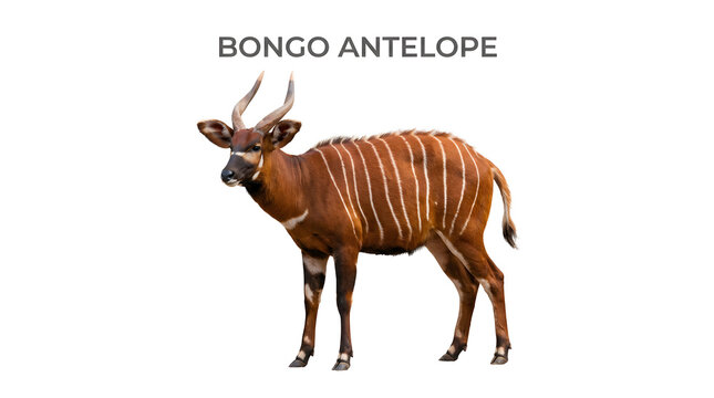 A majestic bongo antelope standing tall with its impressive spiral horns. Its rich brown coat is adorned with distinctive white vertical stripes, set against a clean background