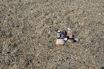 A small cluster of varied seashells rests on coarse sunlit sand, framed by open textured beach space. © Maribel Falcon