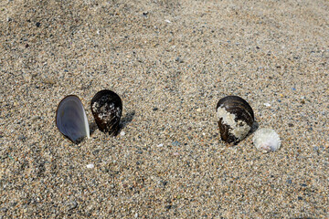 Mussel shells and seashell on coarse beach sand © Maribel Falcon