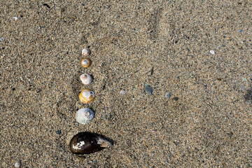 Top view of assorted seashells and a dark mussel shell arranged on coarse sunlit beach sand with generous copy space. © Maribel Falcon