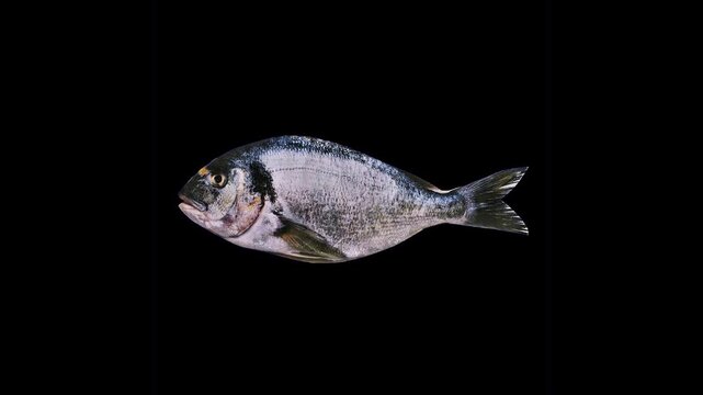 Fresh Sea Bream Fish Unfolding Animation, Seafood Paper Fold Reveal on Black Background
