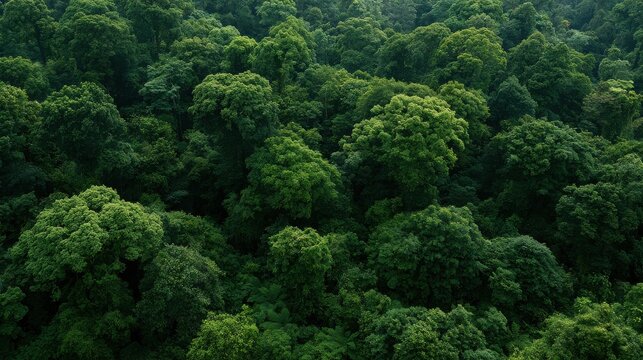 Lush green forest canopy covers the rolling wilderness in this high angle aerial view of a dense tropical rainforest ecosystem.