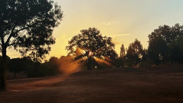 Sunrise shines through mature trees, casting warm golden rays and long shadows across dry ground in a rural landscape, slow ascending drone forward flyover.